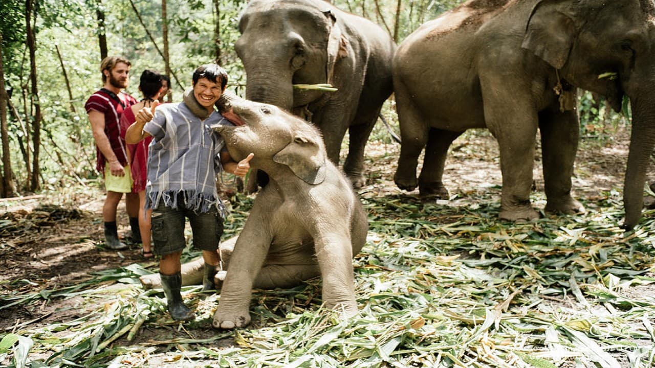 Elephant Jungle Sanctuary Chiang Mai - სურათი 9