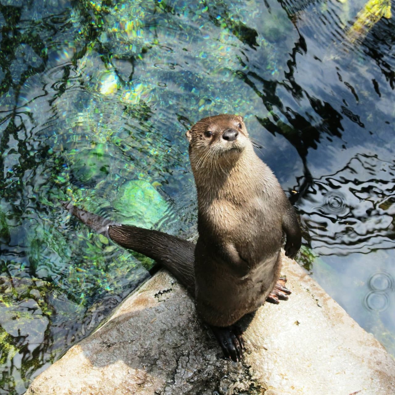Downtown Aquarium Denver Ticket - სურათი 8