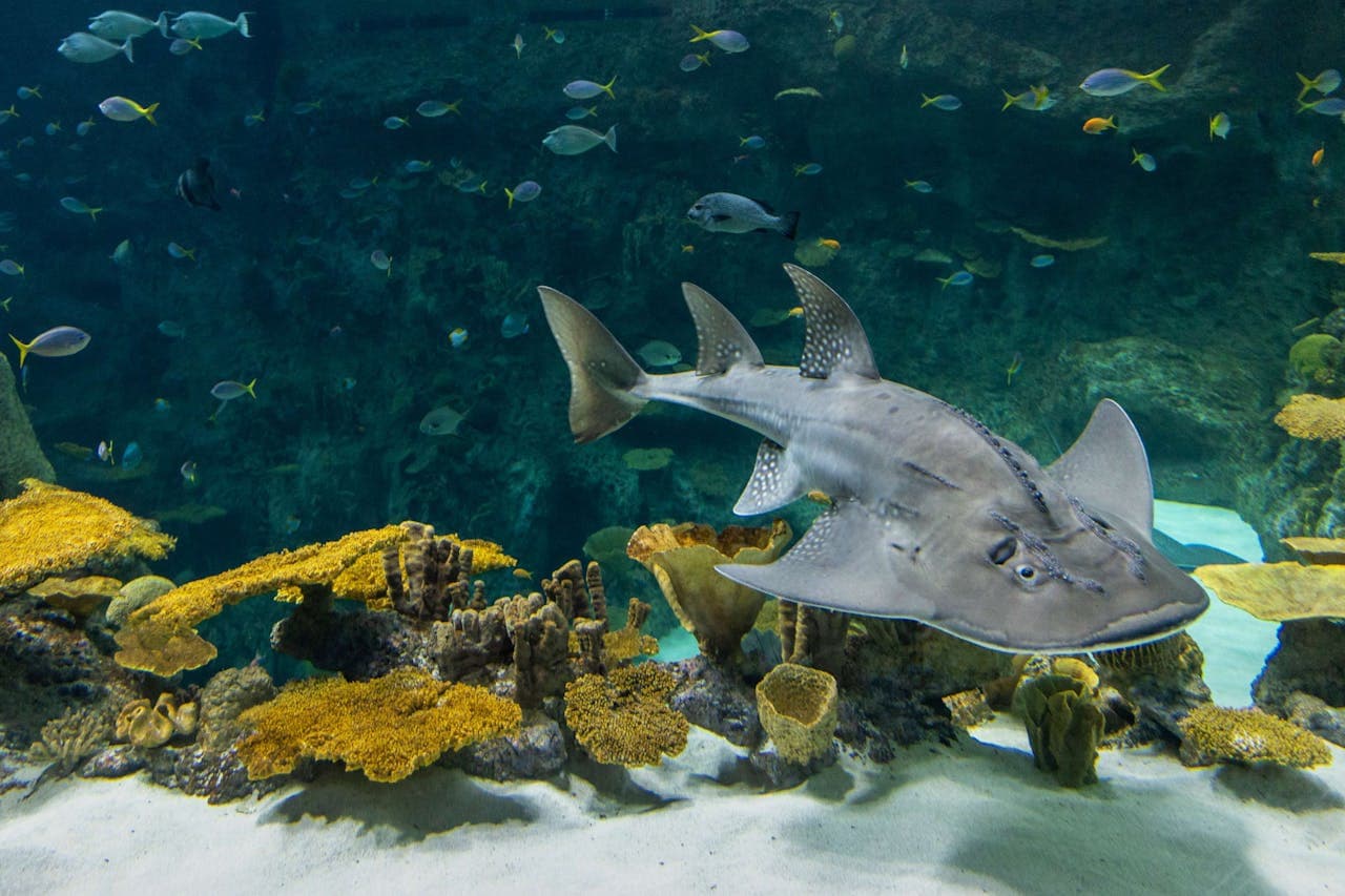 Seattle Aquarium Ticket - სურათი 6