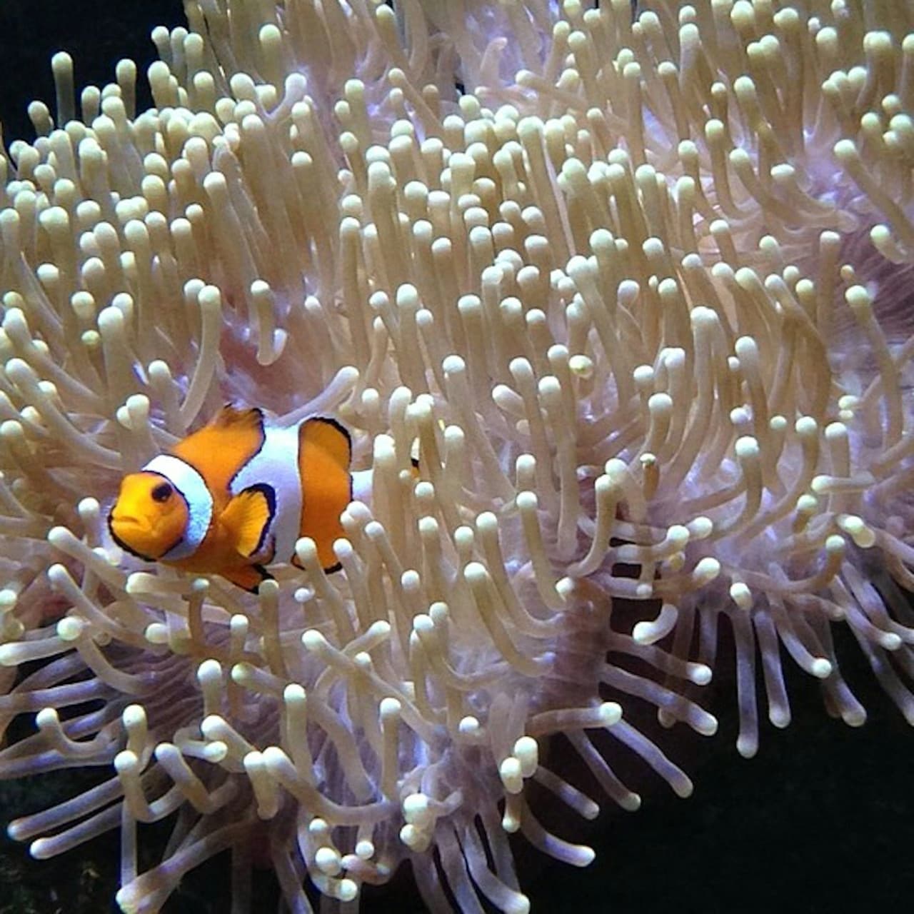 Lanzarote Aquarium Ticket - სურათი 2