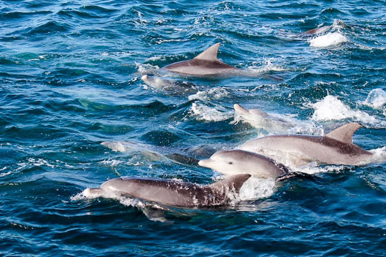 Dolphin Watching Experience in Amakusa - სურათი 4
