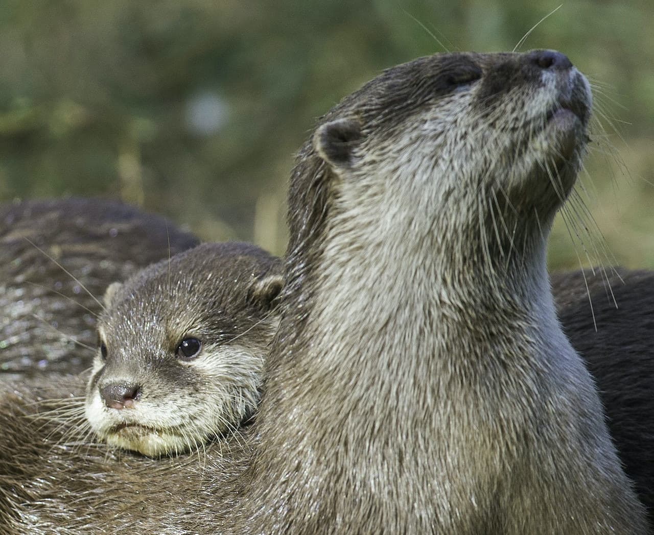 Thoiry ZooSafari: Skip The Line - სურათი 6