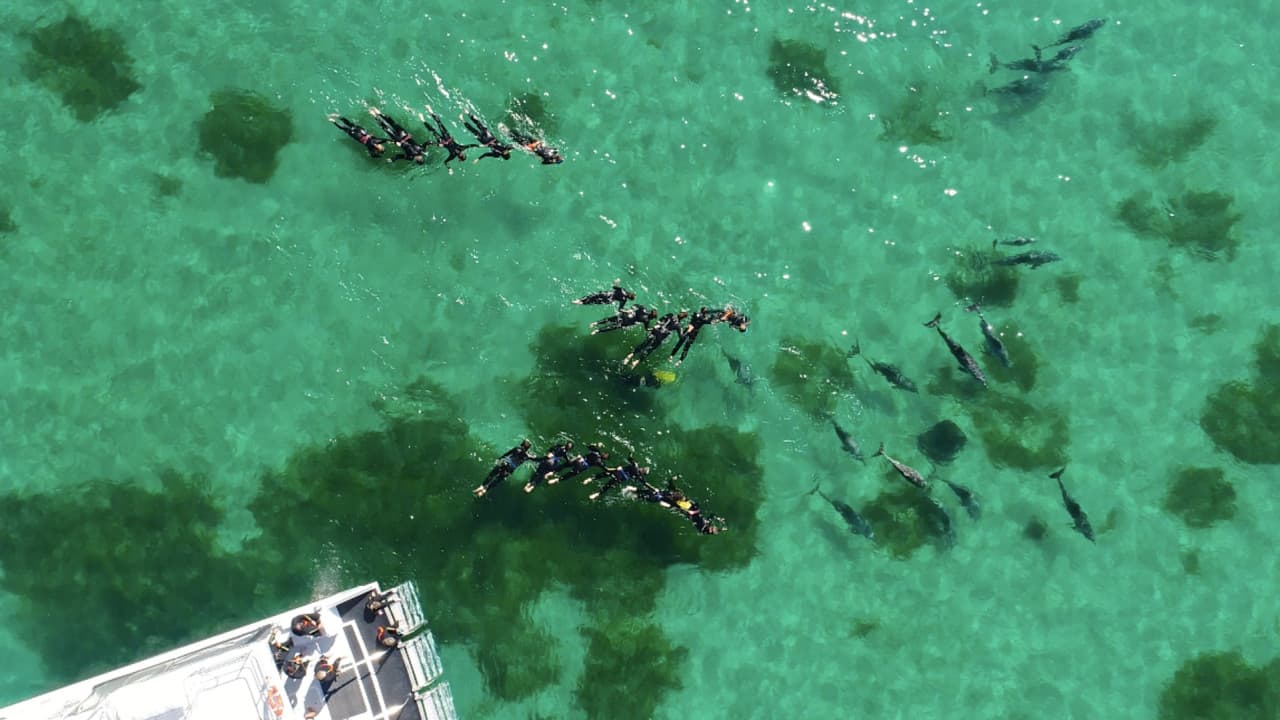 Swim with Wild Dolphins Experience at Rockingham - სურათი 4