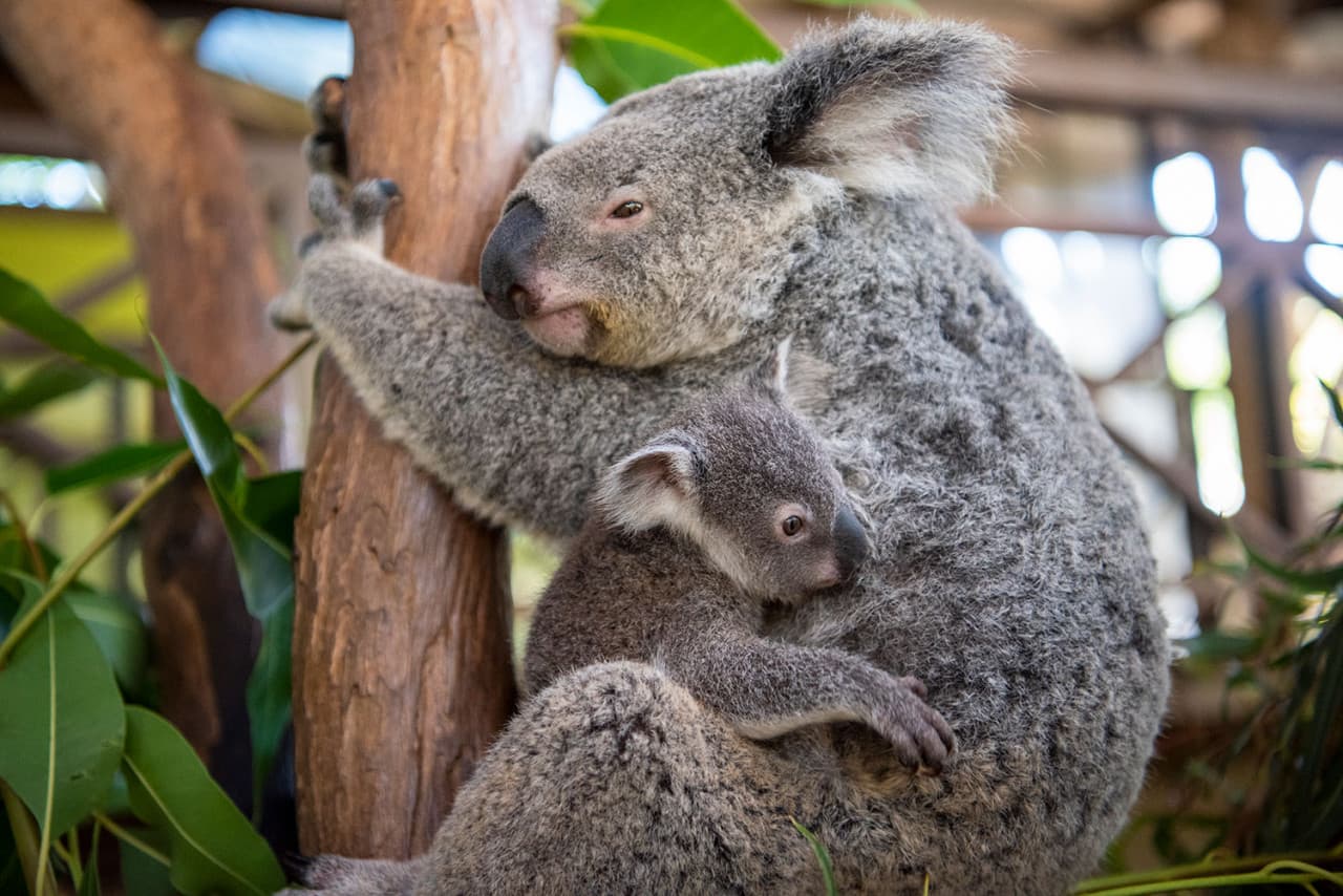 Kuranda Rainforestation Nature Park Full-Day Tour from Cairns - სურათი 11