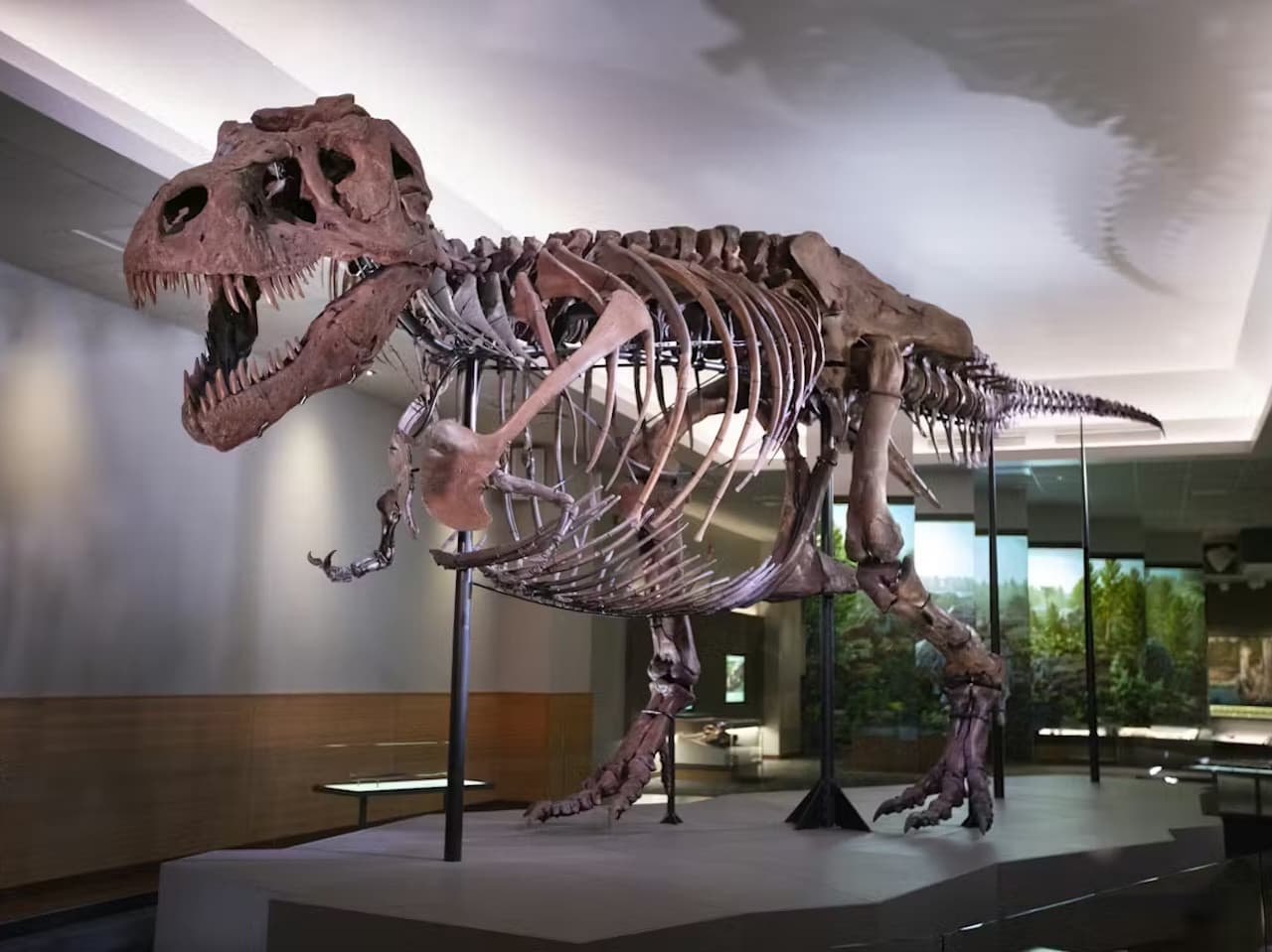 The Field Museum of Natural History Ticket - მთავარი სურათი