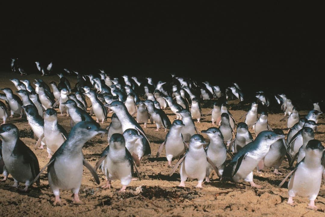 Phillip Island with Penguin Parade Eco Tour - სურათი 4