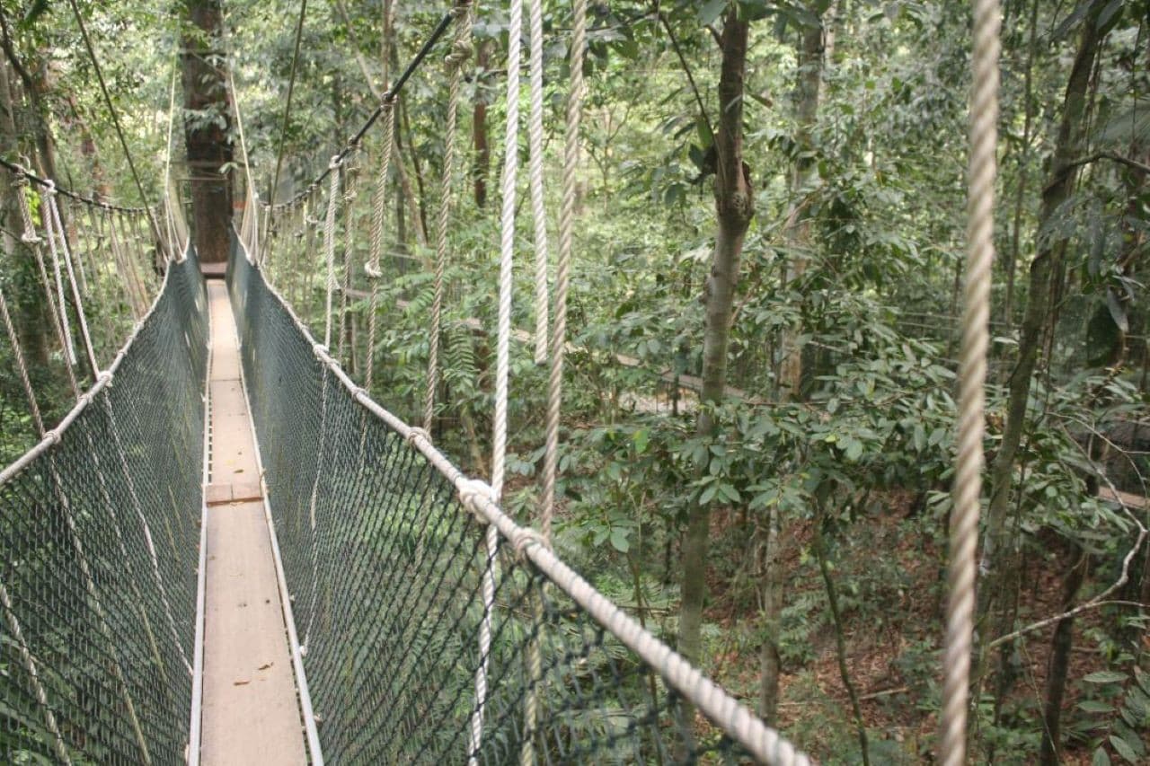 Taman Negara National Park Tour from Kuala Lumpur - სურათი 6