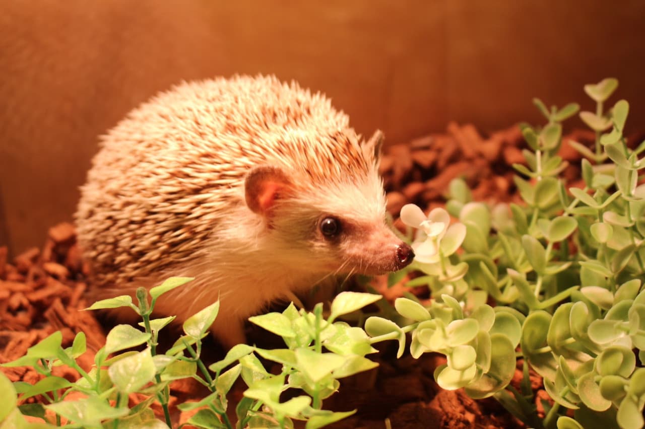 Moff Animal Cafe Lalaport Fukuoka Ticket - მთავარი სურათი