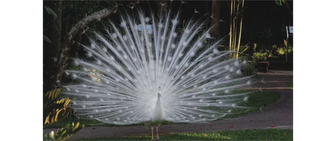Bali Bird Park Ticket - სურათი 21