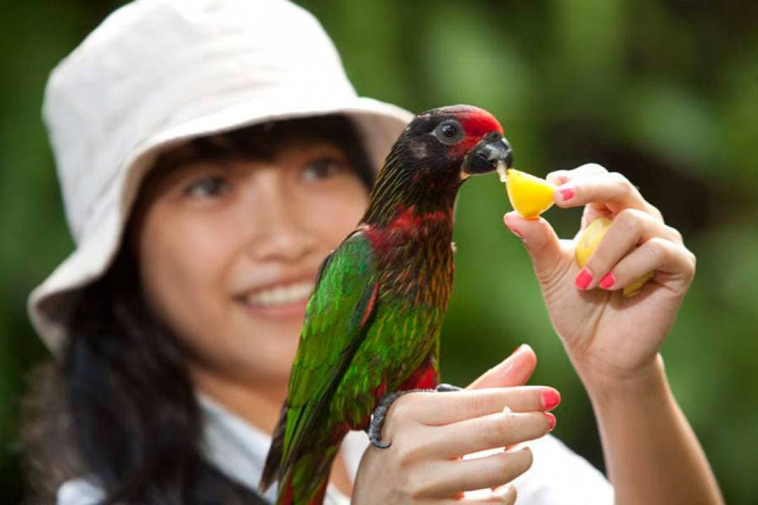 Bali Bird Park Ticket - სურათი 5