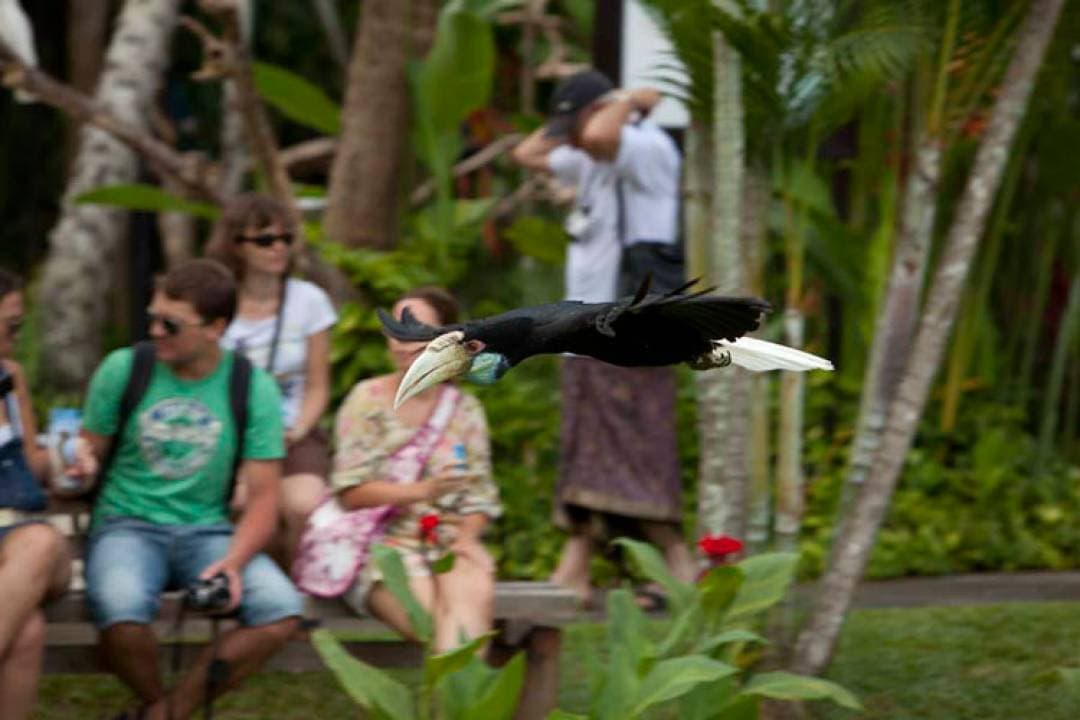 Bali Bird Park Ticket - სურათი 20