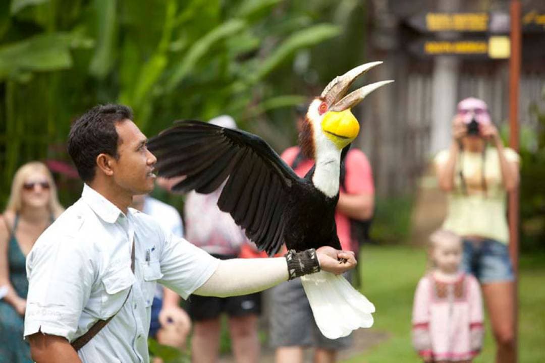 Bali Bird Park Ticket - სურათი 13