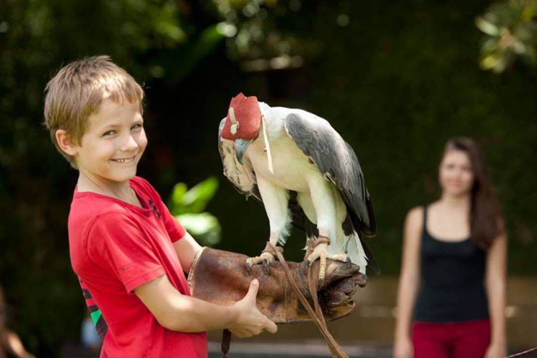 Bali Bird Park Ticket - სურათი 6