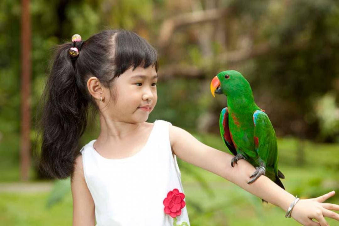 Bali Bird Park Ticket - სურათი 12