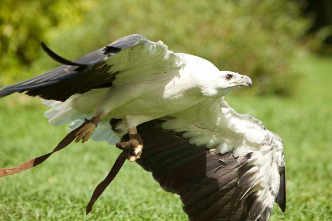 Bali Bird Park Ticket - სურათი 18