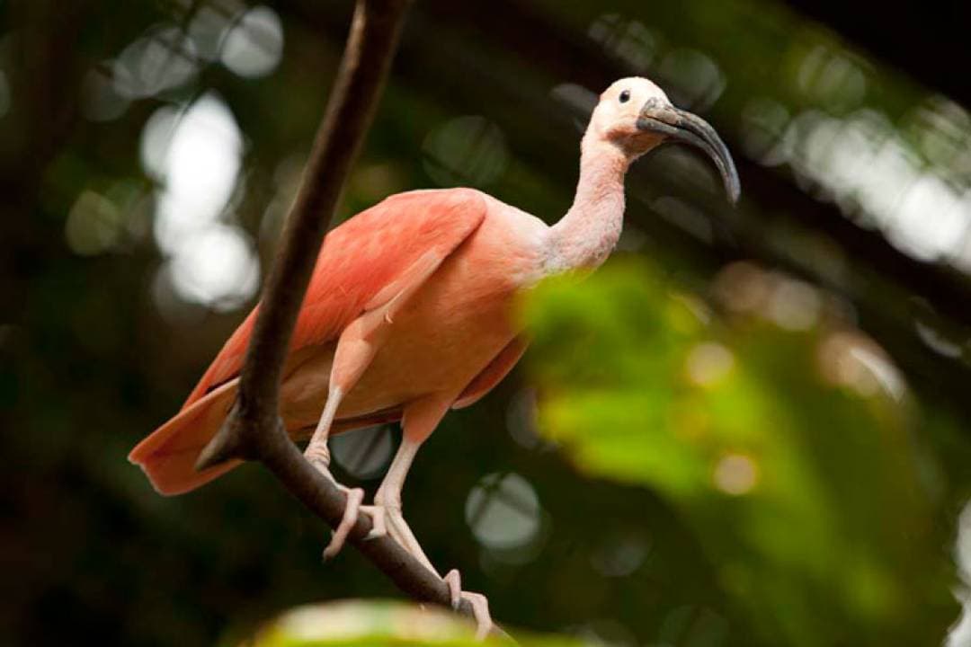 Bali Bird Park Ticket - სურათი 16