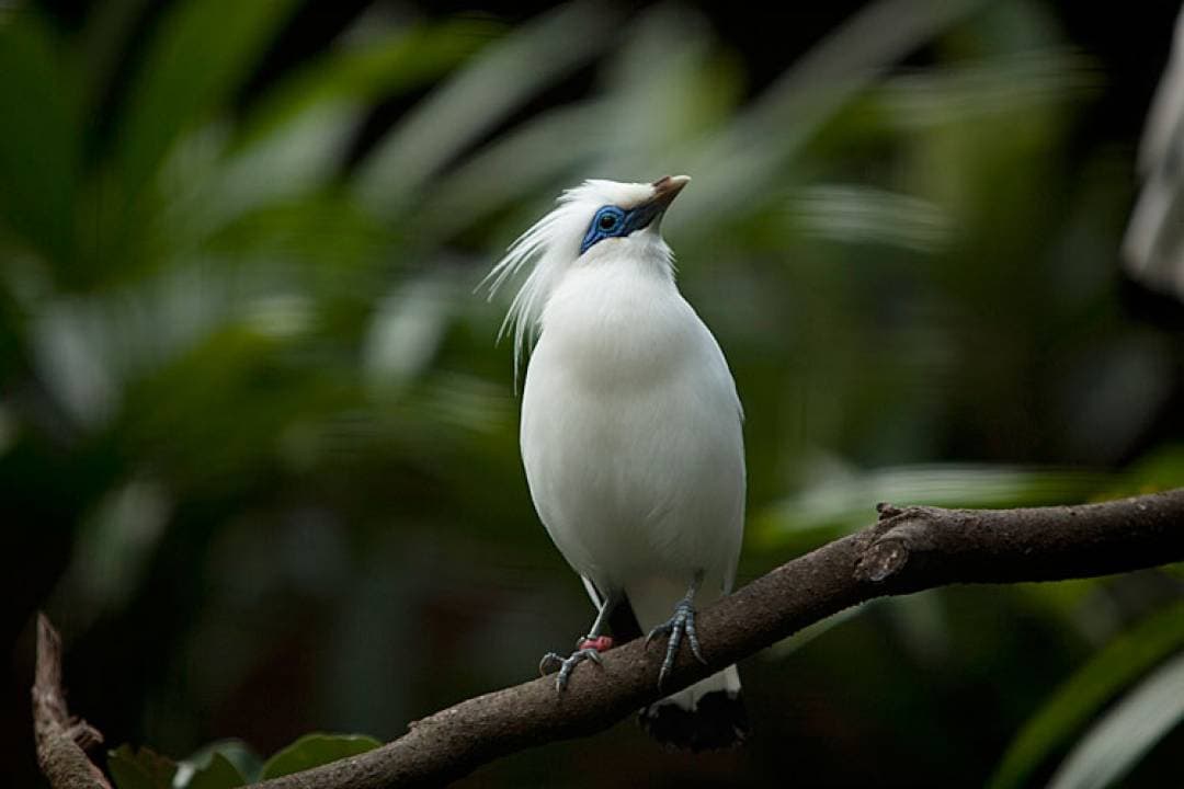 Bali Bird Park Ticket - სურათი 17
