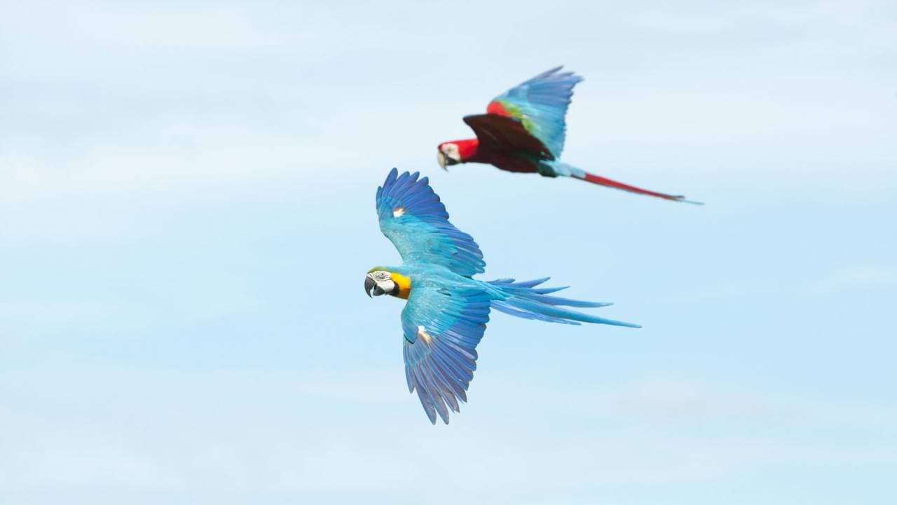 Bali Bird Park Ticket - სურათი 19