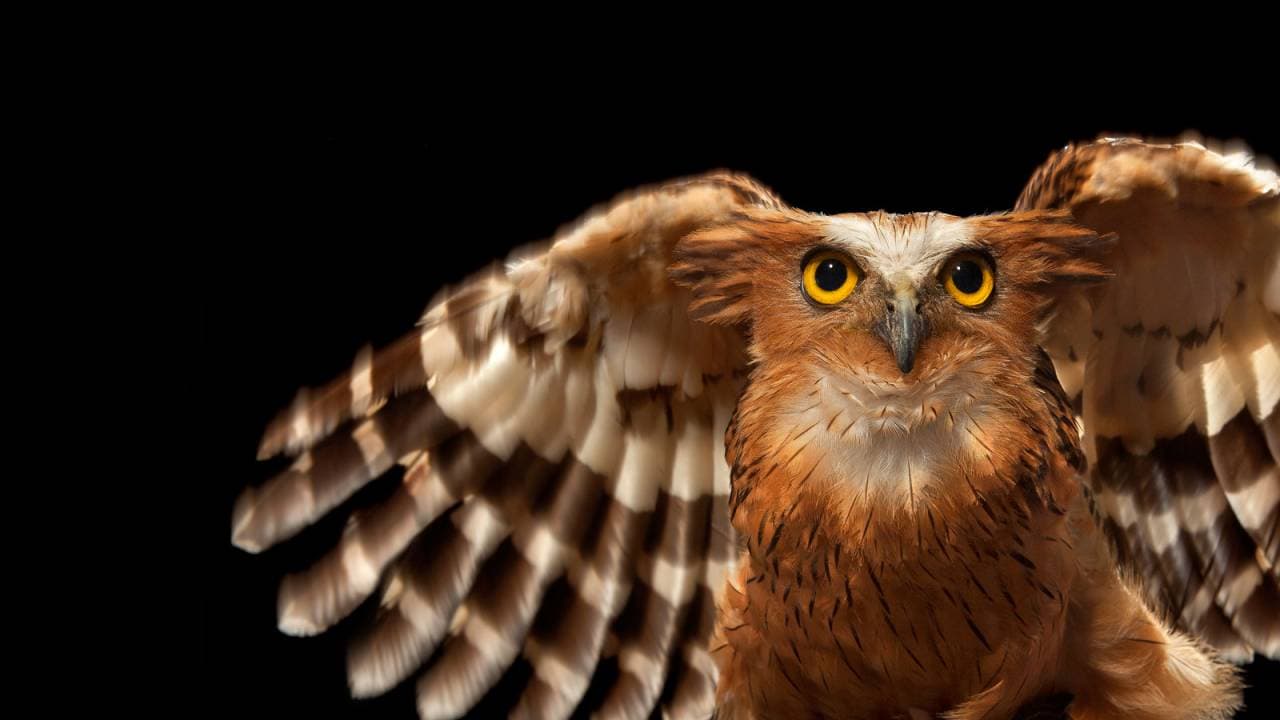 Bali Bird Park Ticket - სურათი 15