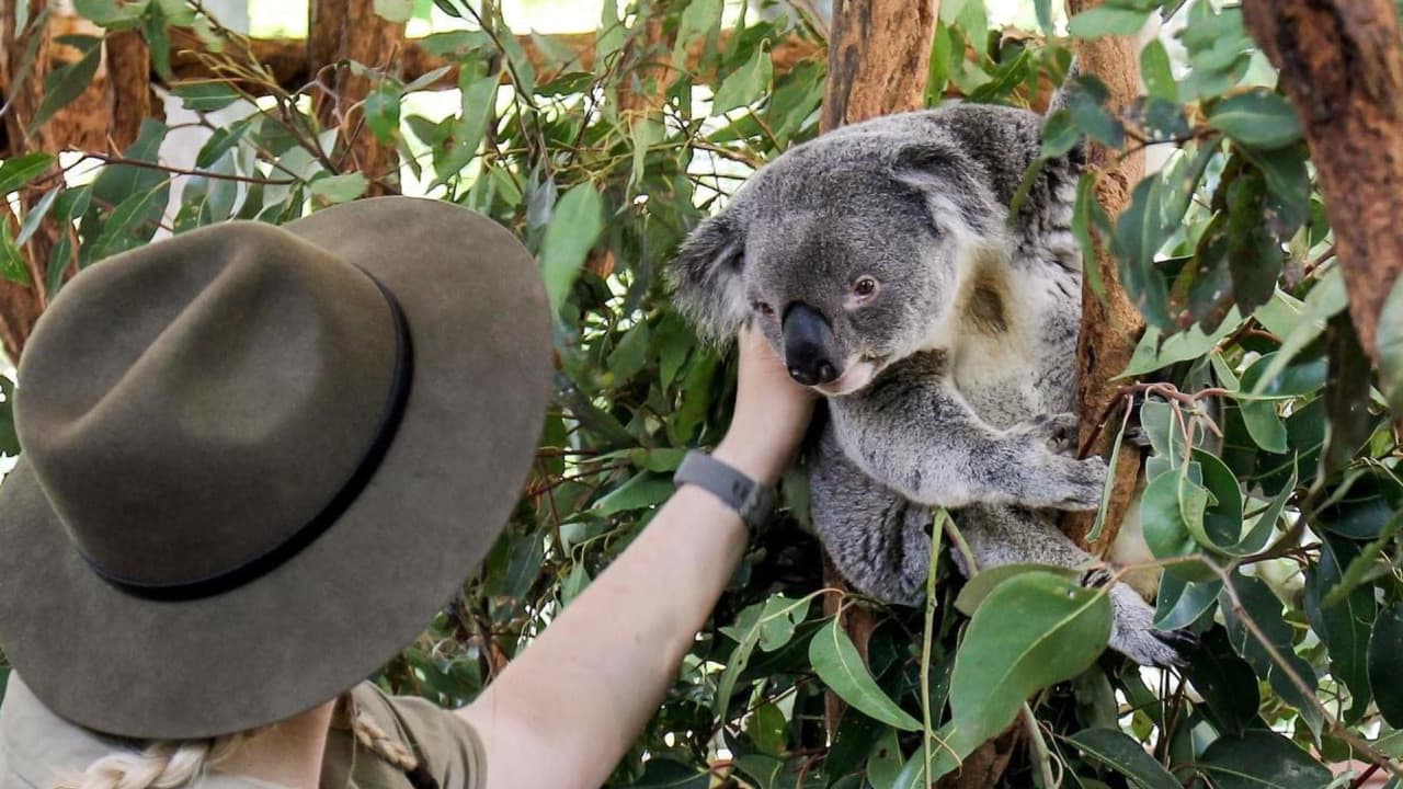 Lone Pine Koala Sanctuary Entry Ticket with Cruise from Brisbane City - სურათი 2