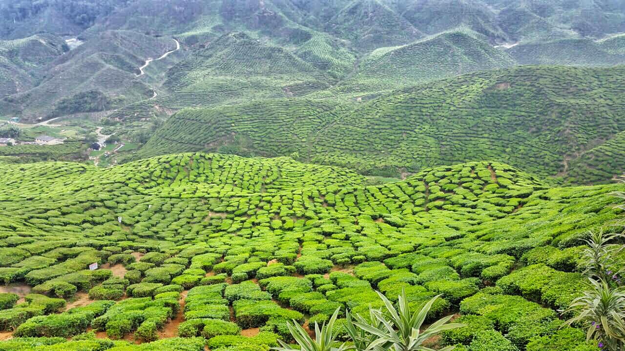 Cameron Highlands Tour from Kuala Lumpur - მთავარი სურათი