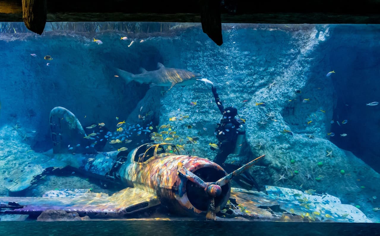 COMBO: The National Aquarium + Louvre Abu Dhabi Tickets - მთავარი სურათი