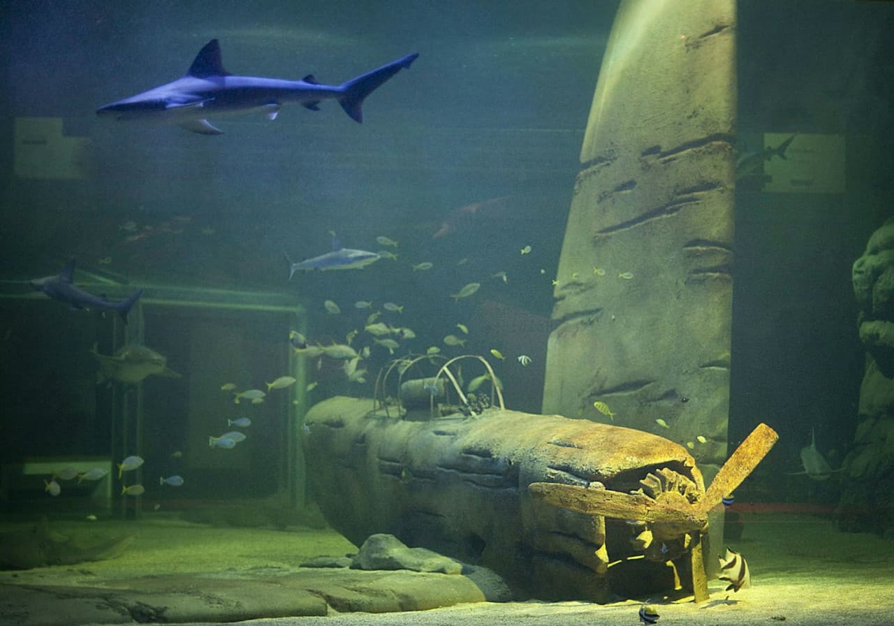 Seaquarium Le Grau-du-Roi Ticket - სურათი 7