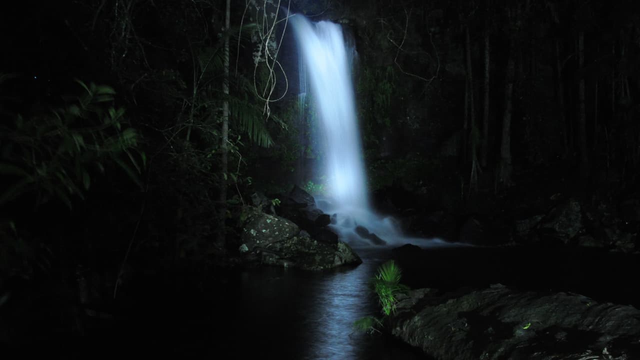 Guided Evening Rainforest Walk and Glow Worms Experience from Gold Coast - სურათი 4