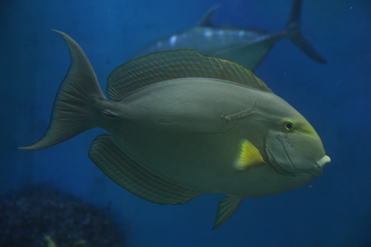 Underwater World Langkawi Ticket - სურათი 12