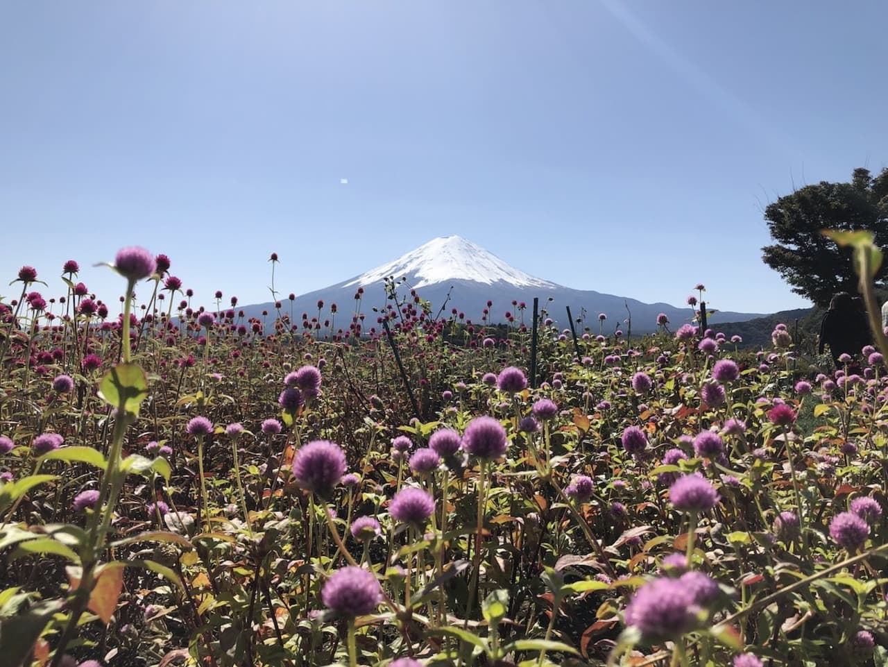 Mount Fuji Day Tour with Kawaguchiko Lake - სურათი 7