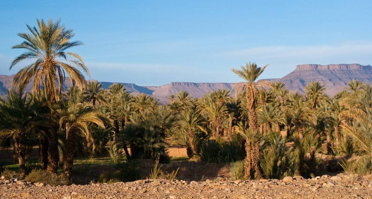Quad Ride in Marrakech with Round Trip Transfers - მთავარი სურათი
