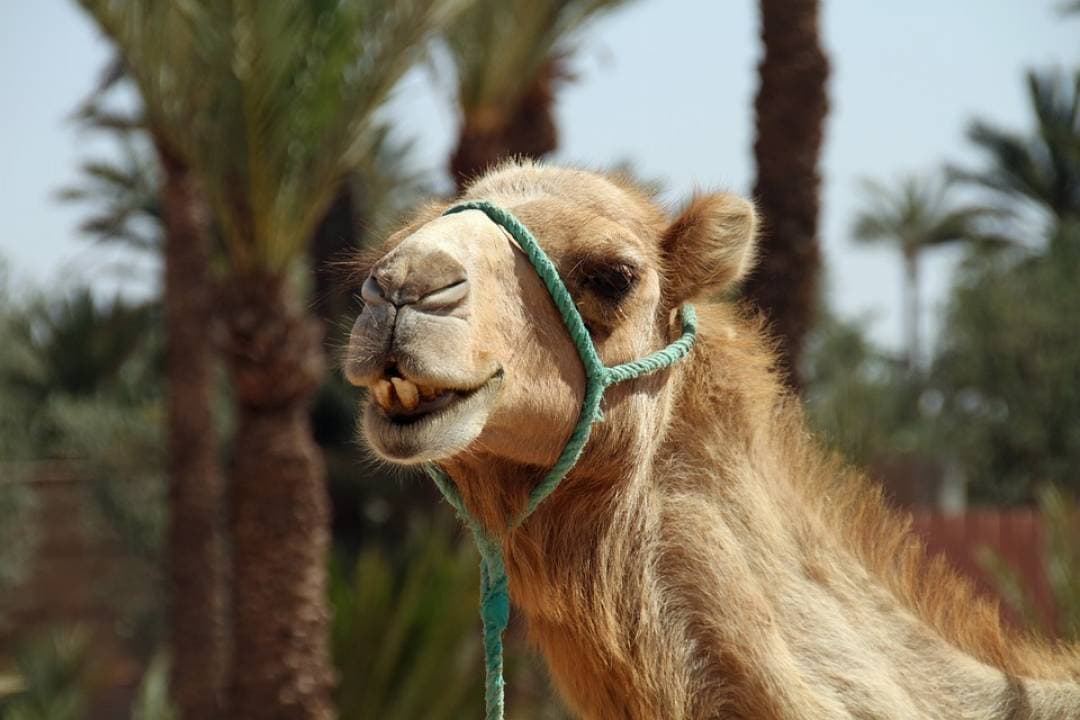 Camel Ride in Marrakech Palm Grove - სურათი 3