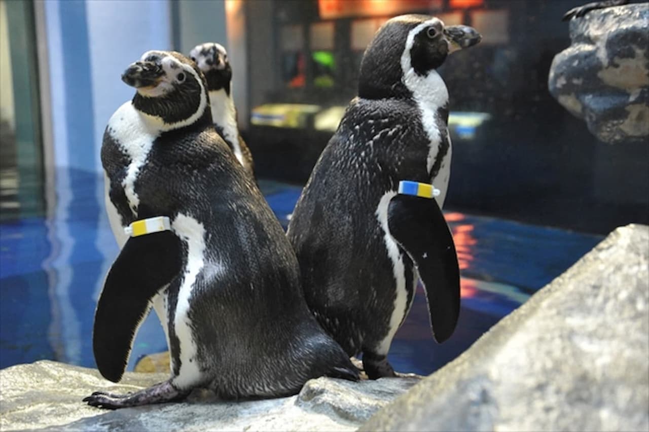 Enoshima Aquarium Ticket - სურათი 4