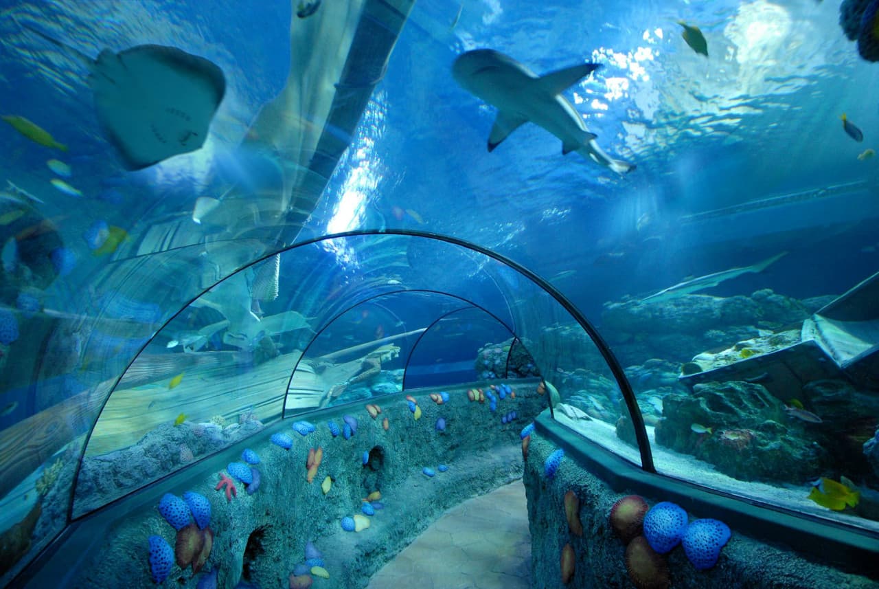 Gardaland SEA LIFE Aquarium Ticket - სურათი 6