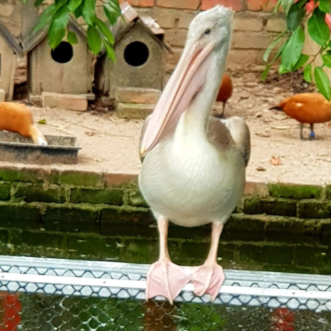 Penang Bird Park - სურათი 6