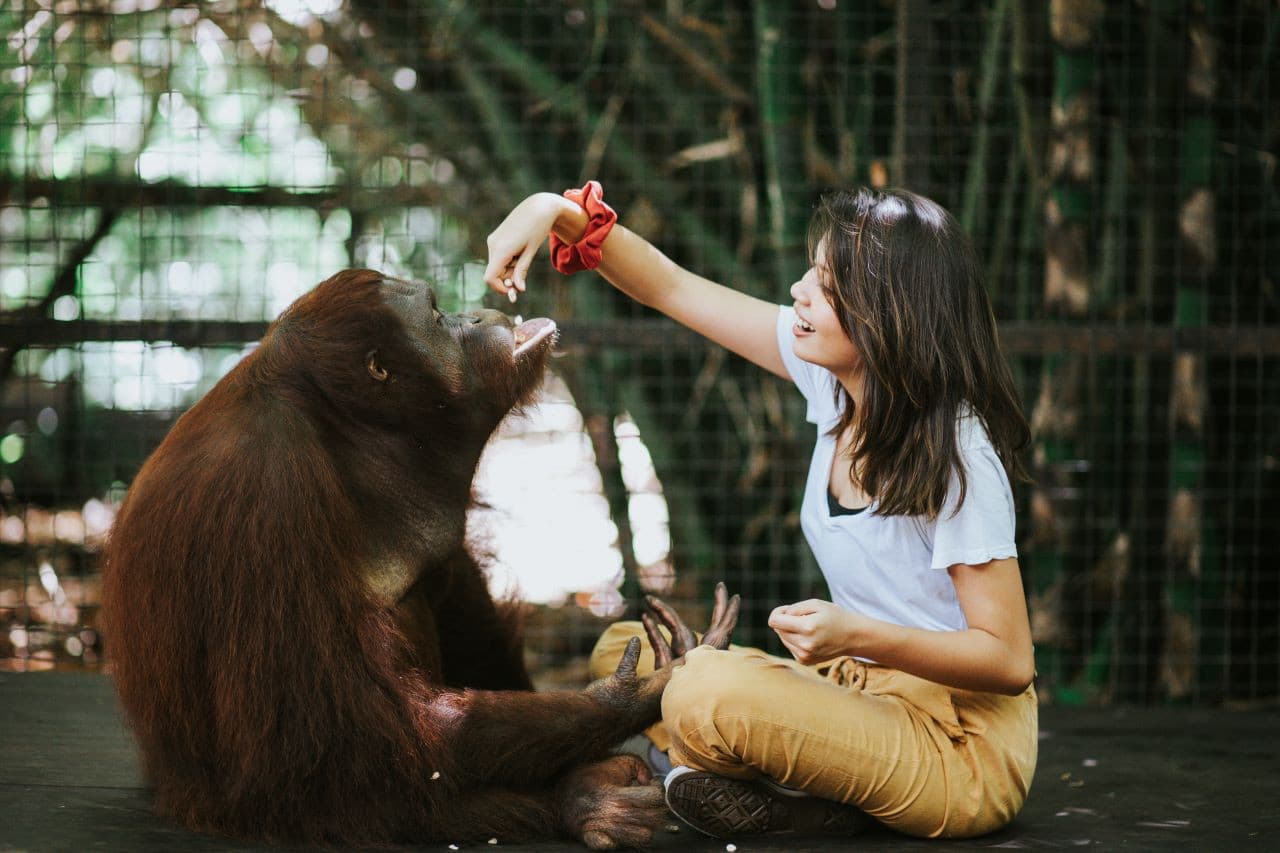 Lombok Wildlife Park Orangutan Interaction - მთავარი სურათი