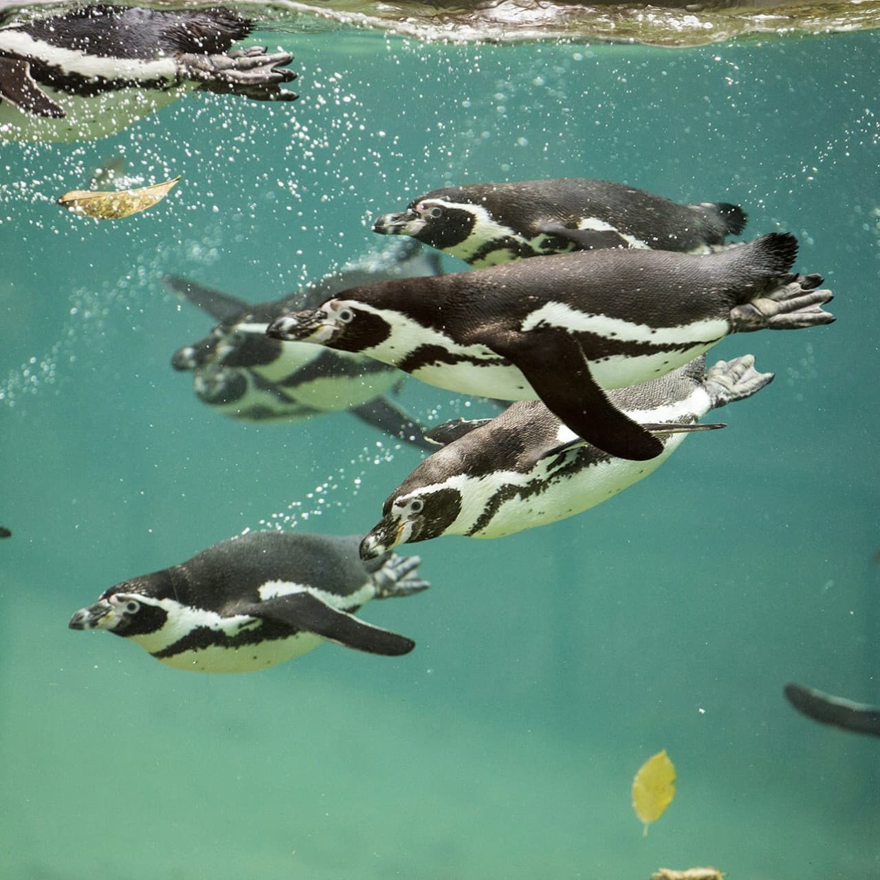 ZooParc de Beauval Ticket - სურათი 13