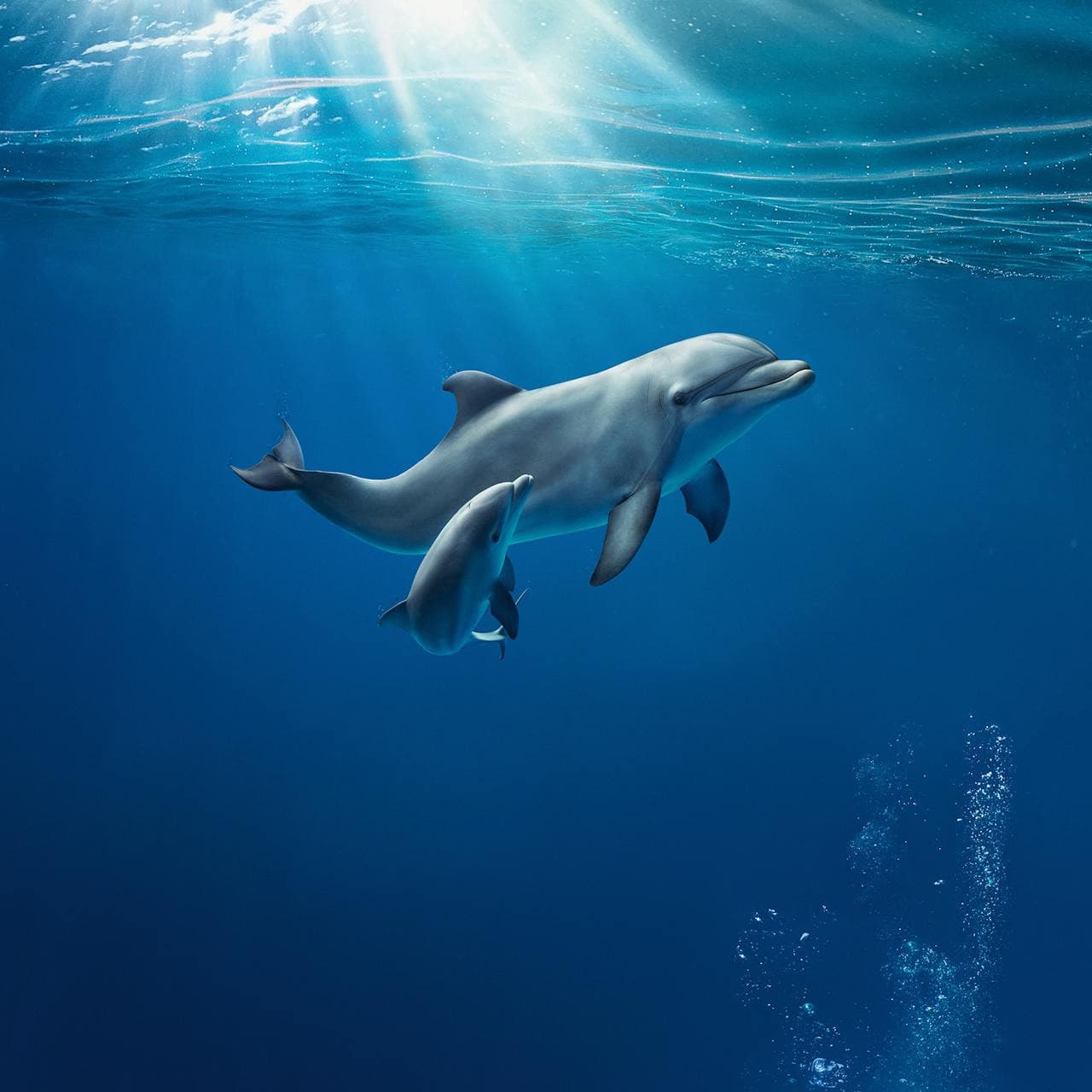 Aquarium of Genoa Ticket - მთავარი სურათი