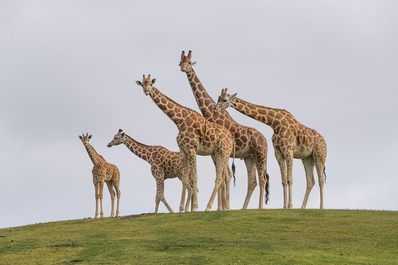 2-Visit Pass: San Diego Zoo + San Diego Zoo Safari Park Tickets - სურათი 12