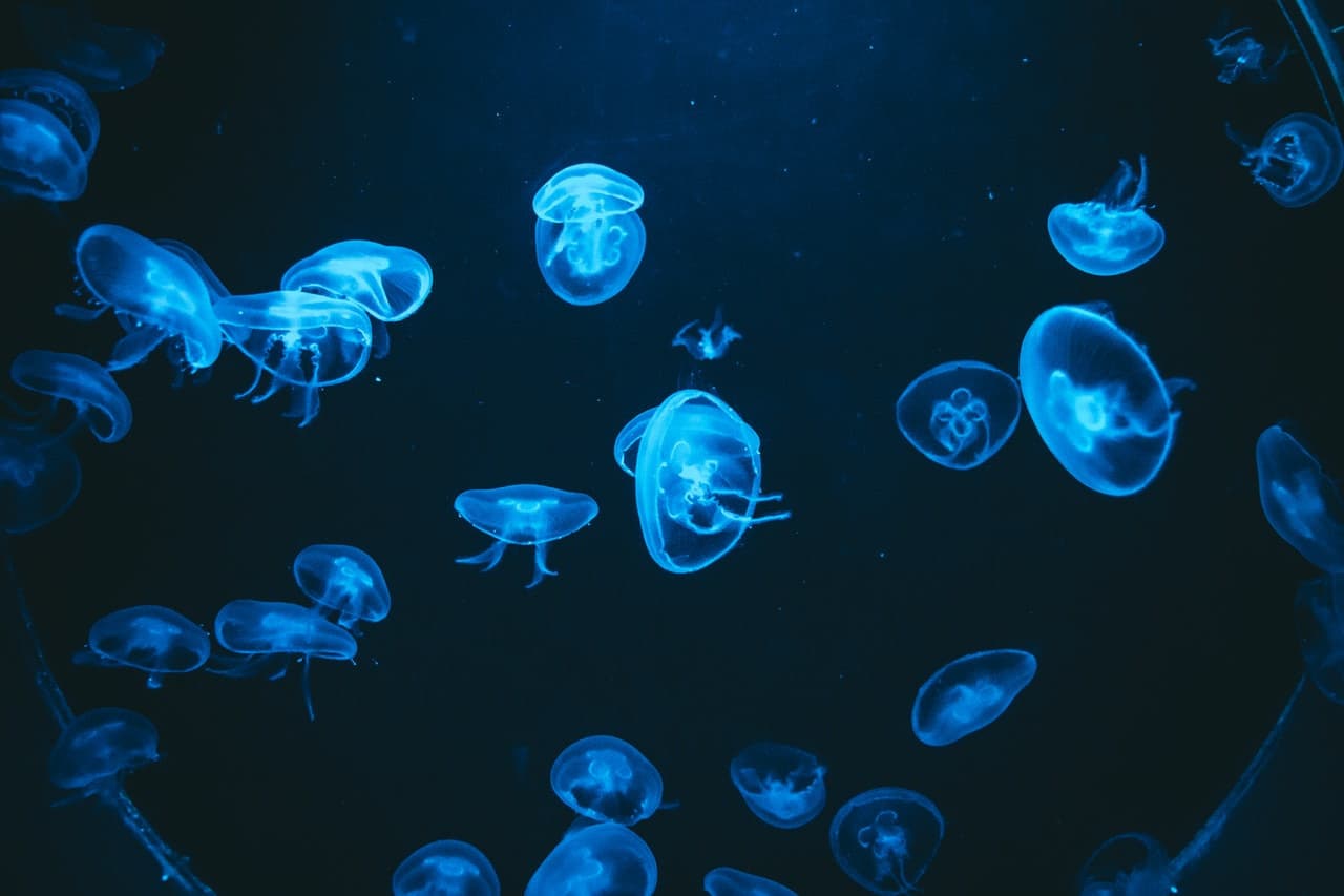 Barcelona Aquarium Ticket - სურათი 5