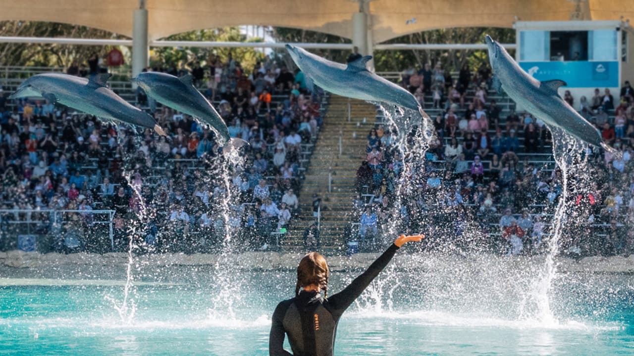 Sea World Gold Coast Ticket - მთავარი სურათი
