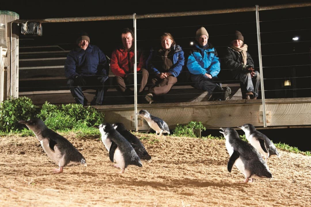 Phillip Island with Penguin Parade Eco Tour - სურათი 5