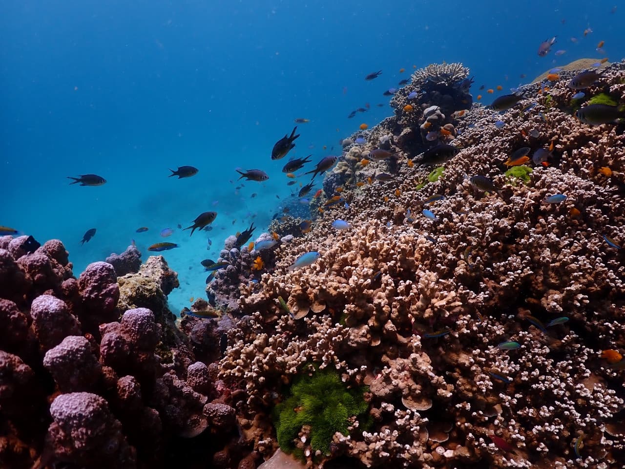 Raya Noi, Raya Yai, and Maiton Island Snorkelling Tour from Phuket - სურათი 11