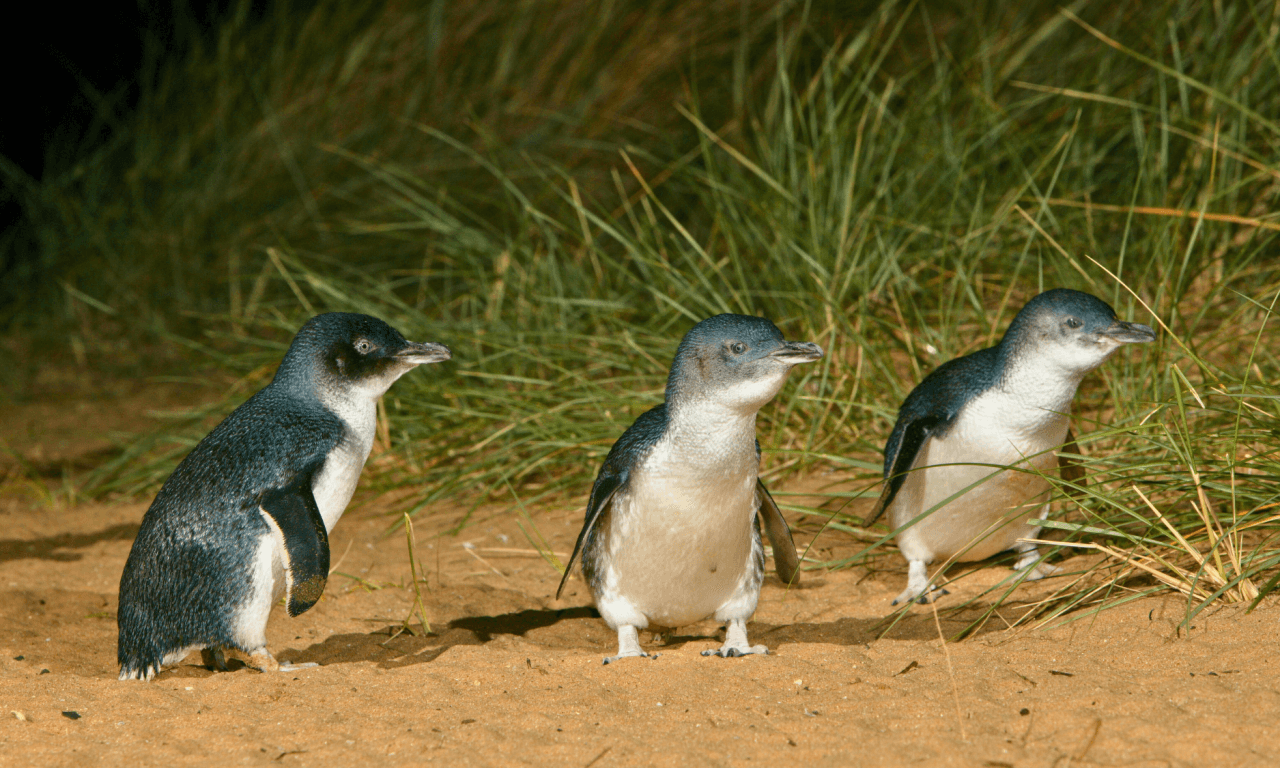 Melbourne City Discovery Tour with Penguin Parade - სურათი 3
