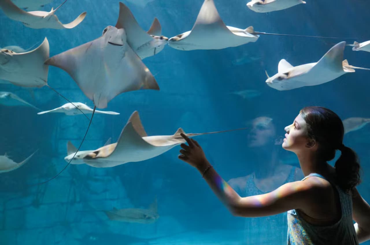 SeaWorld Orlando Ticket: Direct Entry + Optional All-Day Dining Deal + Multi-Park Discount Ticket - სურათი 15