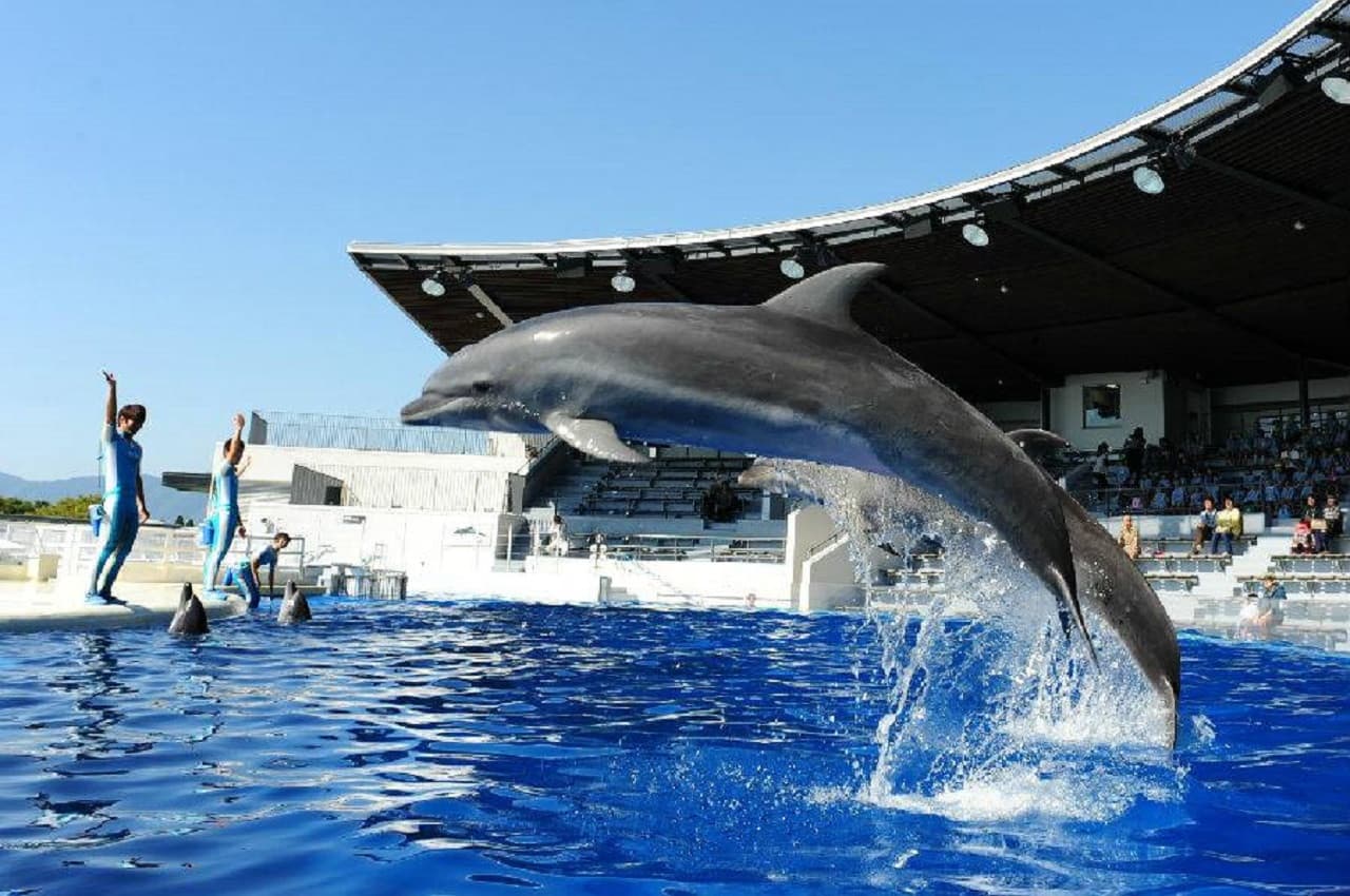 Kyoto Aquarium Ticket - მთავარი სურათი