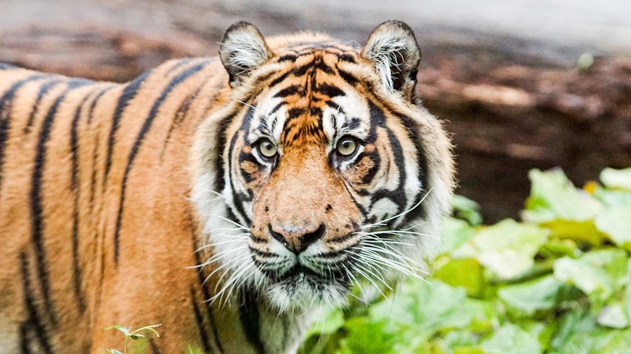 London Zoo - სურათი 2