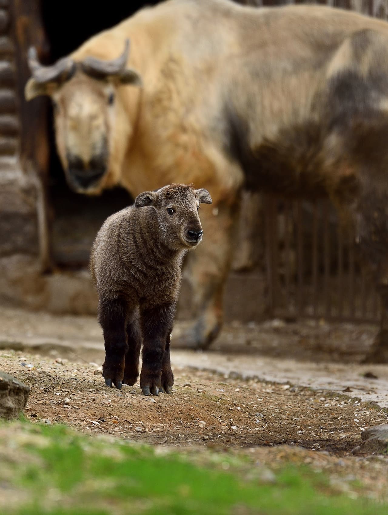 Ménagerie, Zoo of the Jardin des Plantes - სურათი 5