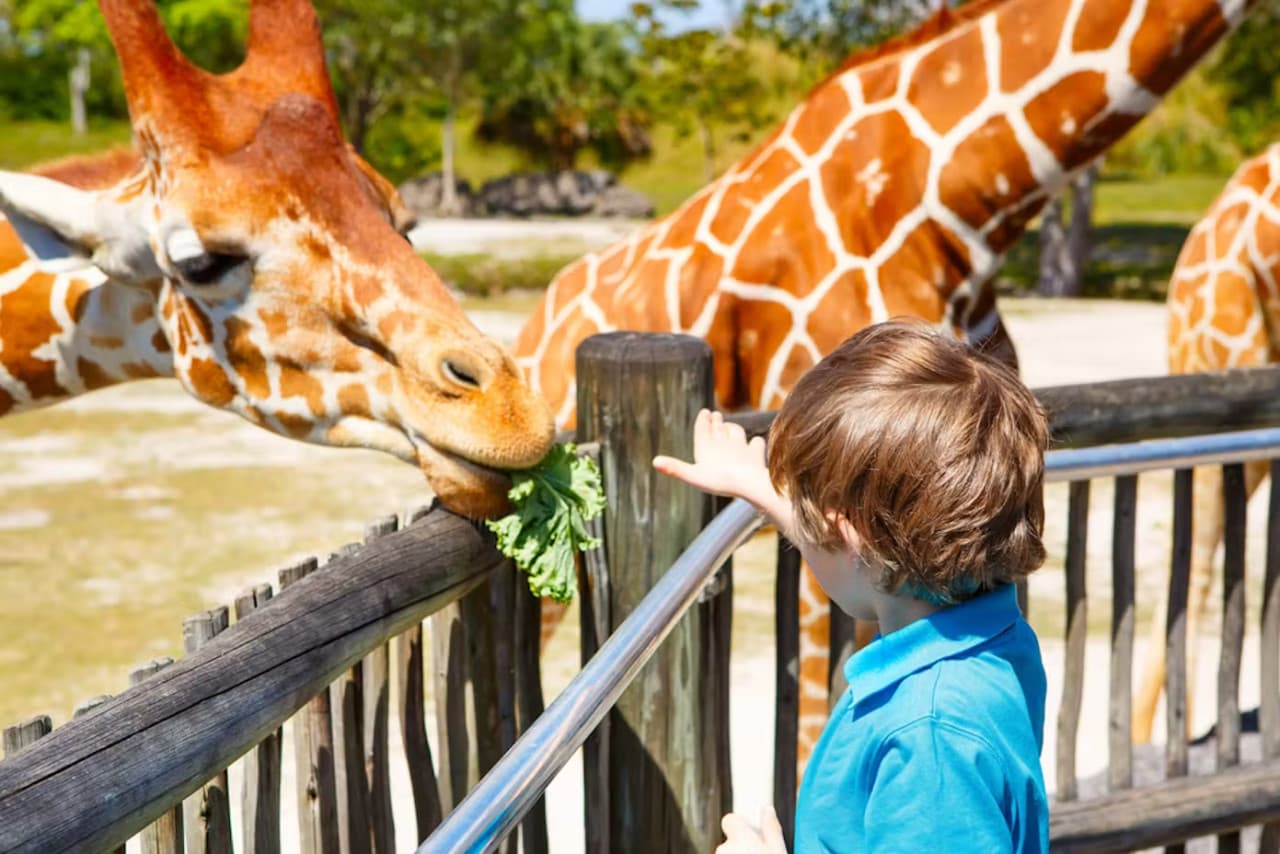 Zoo Miami Ticket - მთავარი სურათი