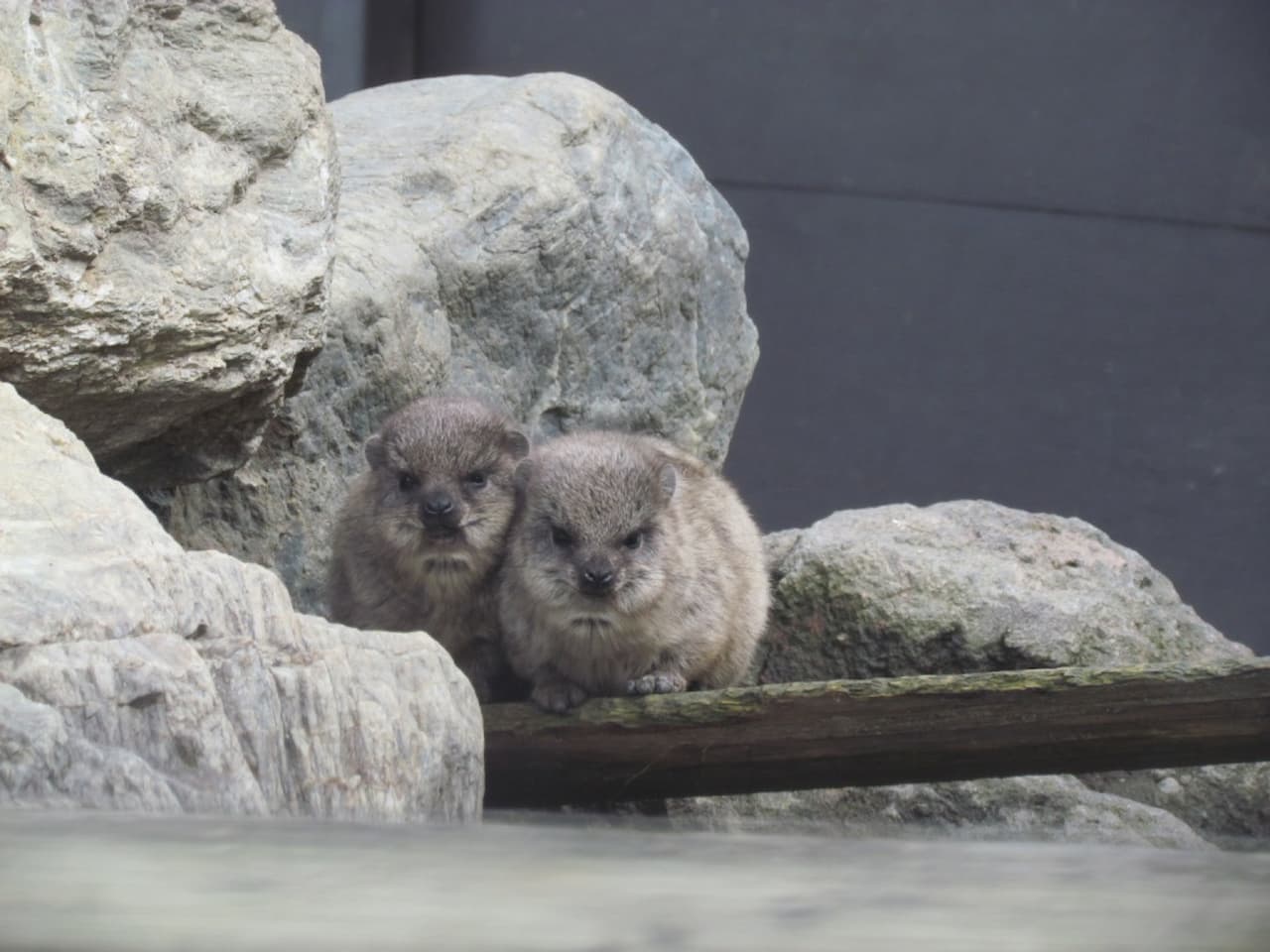 Gunma Safari Park Ticket - სურათი 6